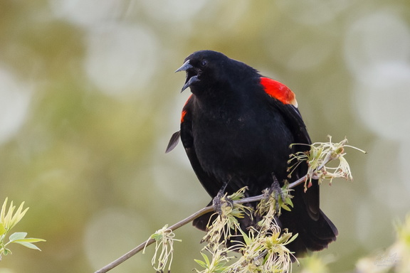 Red-winged Blackbird
