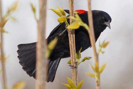 Red-winged Blackbird