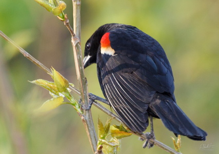 Red-winged Blackbird