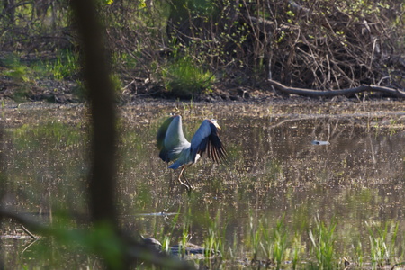 Great Blue Heron