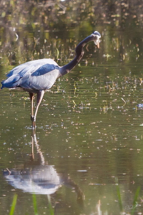 Great Blue Heron