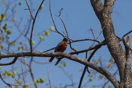 American Robin
