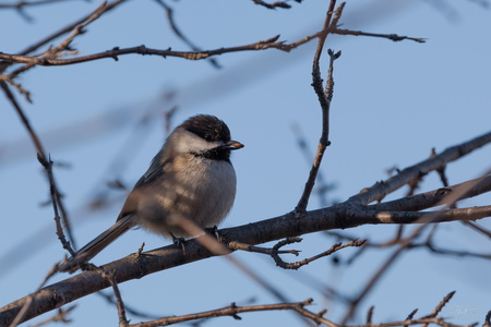 Chickadee