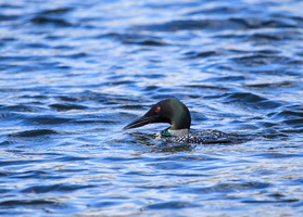 Great Northern Loon