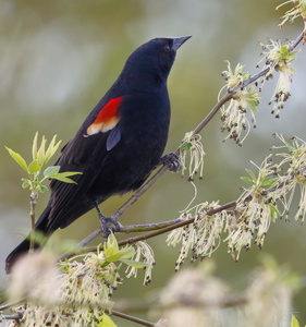 Red-winged Blackbird