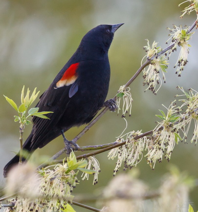 Red-winged Blackbird