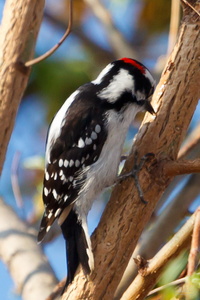 Downy Woodpecker