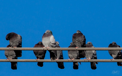 Birds on a Wire