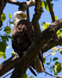 Bald Eagle