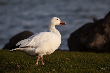 Goose