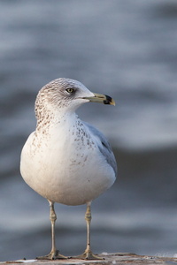Gull