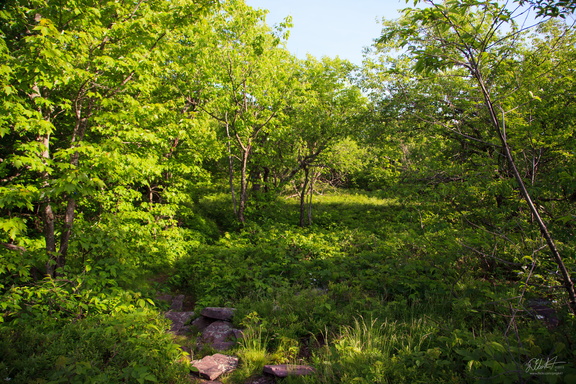 IMG 0752
