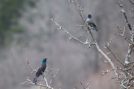 Grackles