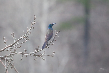 Female Grackle