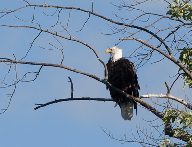 Eagle