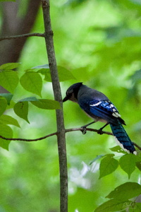Blue Jay