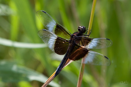 Widow Skimmer (Libellula luctuosa)
