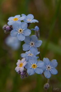 Forget-Me-Not