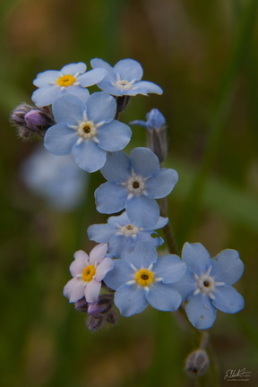 Forget-Me-Not