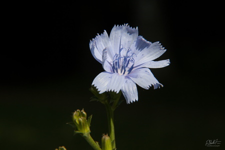 Wild Chicory