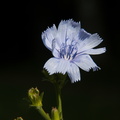 Wild Chicory