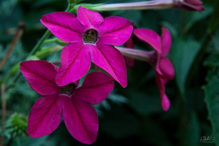 Nicotiana
