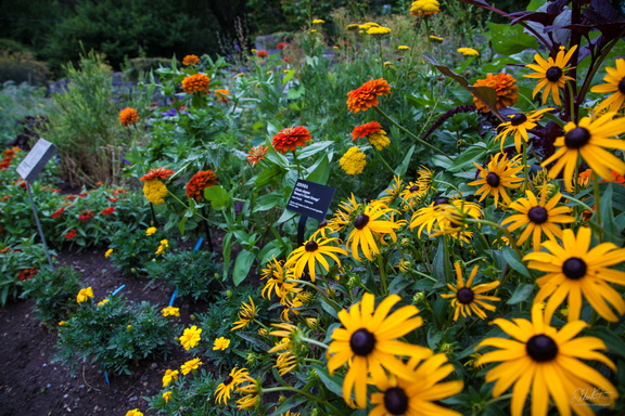 Cornell Plantations Flower Garden