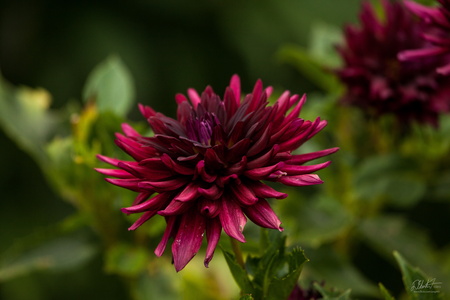 Dhalia