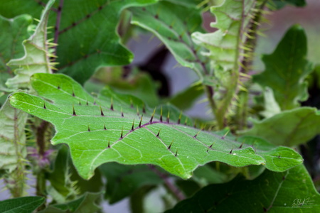 Naranjilla Leaf
