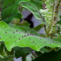 Naranjilla Leaf