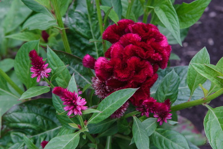 Cockscomb