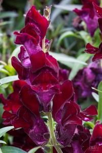 Snap Dragon