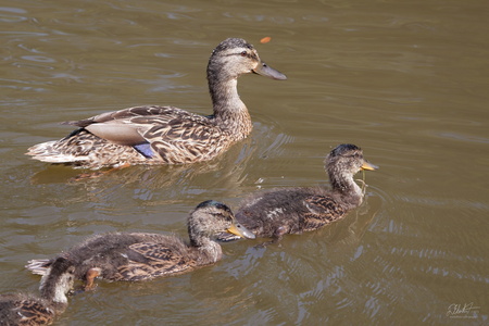 Duck Family