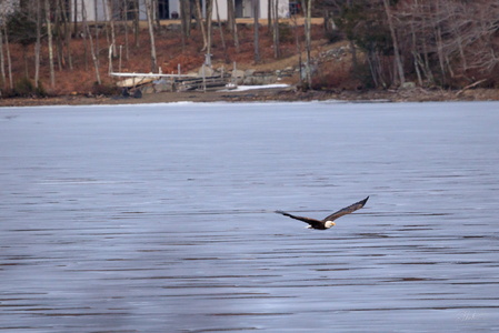 Eagle