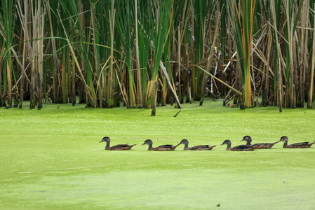 Afloat in a Sea of Green