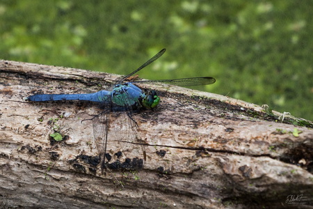 Great Blue Skimmer