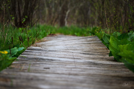Waves of Wood