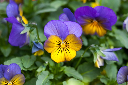Viola