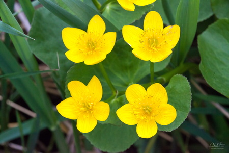 Buttercup