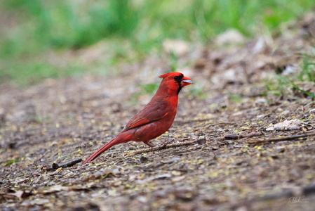 Cardinal