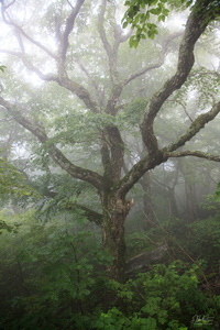 Like a Rainforest