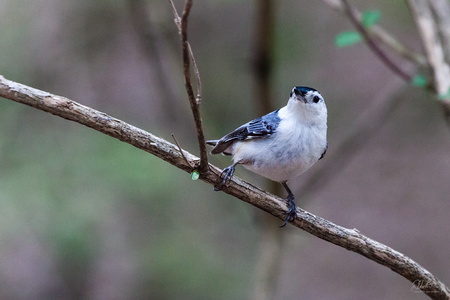 White-breasted Nuthatch