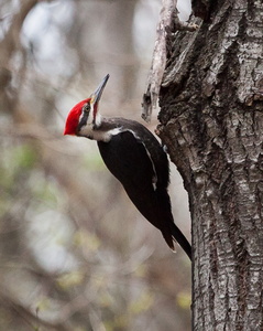 Pileated Woodpecker