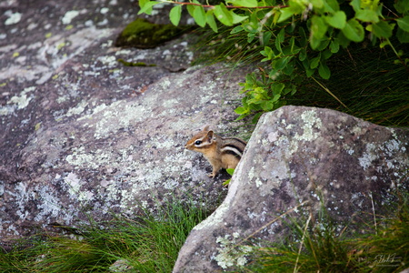 Chipmunk