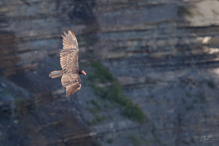 Glide