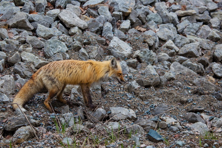 Fox