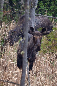 Moose Duo