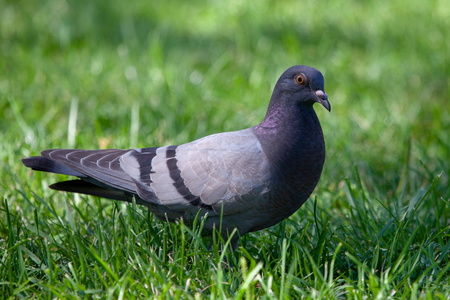 Photogenic Pidgin