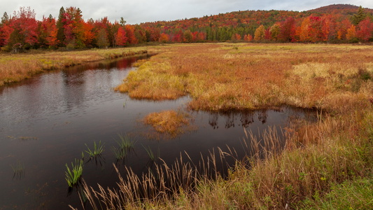 Saranac River Tributary