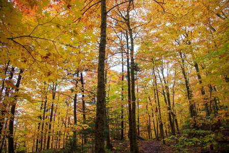 A Walk in the Woods